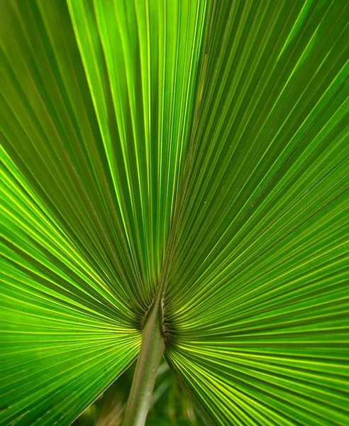 Palma Ventilador Chinesa Como Fundo Fresco Close Planta Verde Adequado — Fotografia de Stock