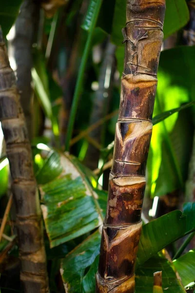 Сахарный Тростник Тропических Условиях — стоковое фото