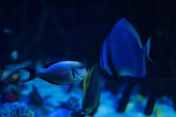 Peixe Bonito Fundo Verde Espaço Cópia Banner — Fotografia de Stock