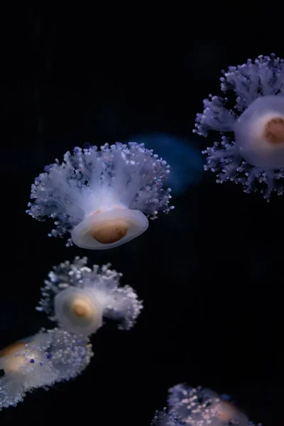 Some Cotylorhiza Jellyfish Black Background Banner Copy Space — Stock Photo, Image