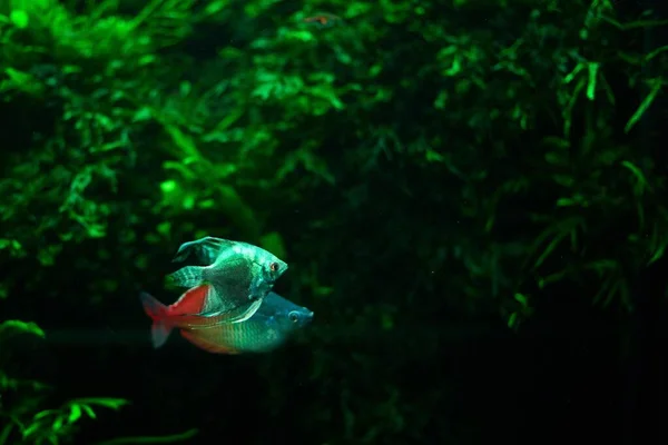 緑の背景にかわいい魚 バナーコピースペース — ストック写真