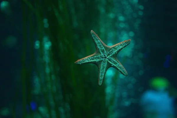 海の植生を背景にしたヒトデ — ストック写真