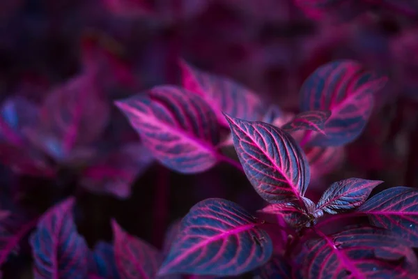 Close Planta Coleus Comum Sobre Fundo Não Focado — Fotografia de Stock