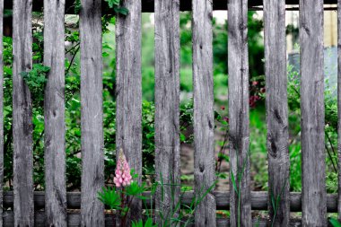 Ülkedeki tahtalardan yapılmış bir çit. Ülkede eskrim.