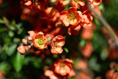Bahar çiçekli çalı. Çalılar portakal çiçeklerinde çiçek açar. Japon ayva çiçekli çalı.