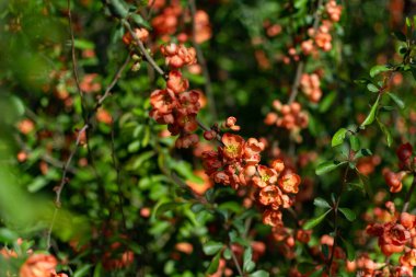 Bahar çiçekli çalı. Çalılar portakal çiçeklerinde çiçek açar. Japon ayva çiçekli çalı.