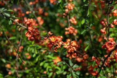 Bahar çiçekli çalı. Çalılar portakal çiçeklerinde çiçek açar. Japon ayva çiçekli çalı.