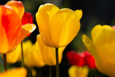 Farklı renklerde açan laleler.