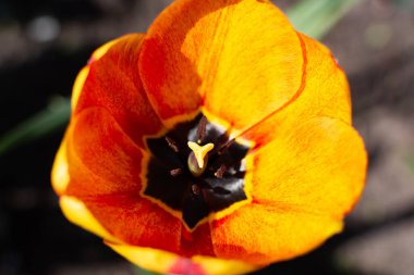 Çiçek açan turuncu lale. Yukarıdan görüntüle.