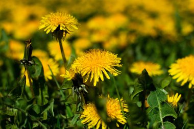 Sarı karahindiba tarlası.