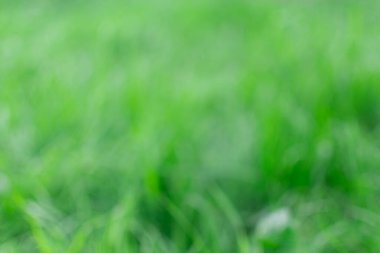 Odaklanmamış resim. Odaklanmamış çimen atışı.