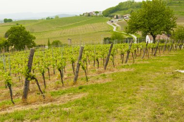 Euganean hills, Veneto, İtalya bahar sırasında üzüm bağları