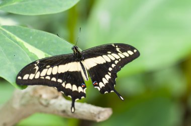 Papilio spp kelebek