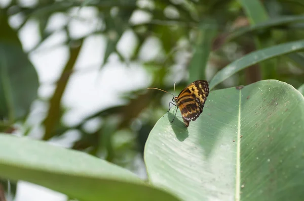 Danaus chrysippus mariposa, comer en una flor . —  Fotos de Stock