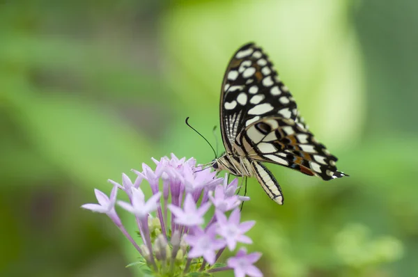 Papilio spp papillon — Photo