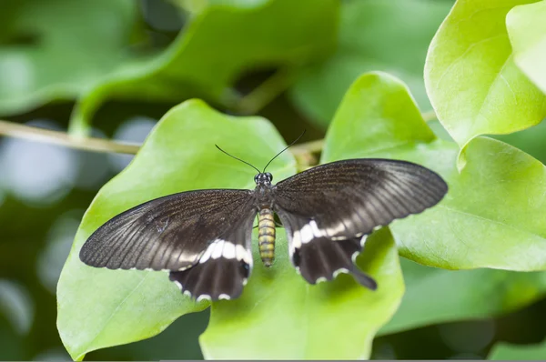 Papilio polytes — Photo