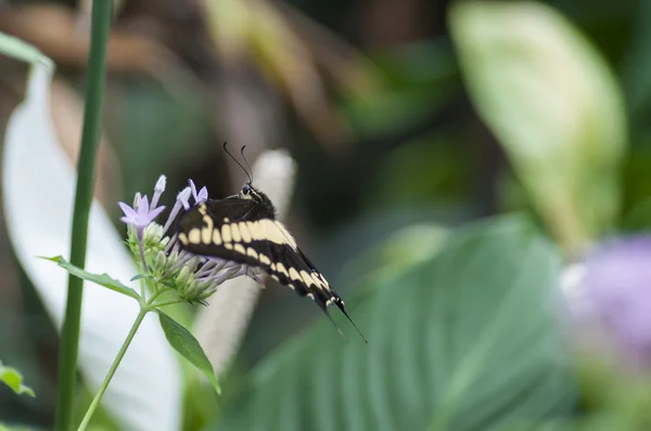 Papilio spp vlinder — Stockfoto