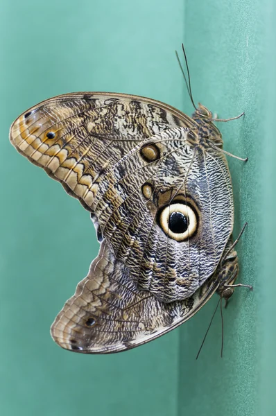 Dos mariposas de Caligo spp mostrando mimetismo —  Fotos de Stock