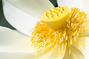 White lotus flower clipart