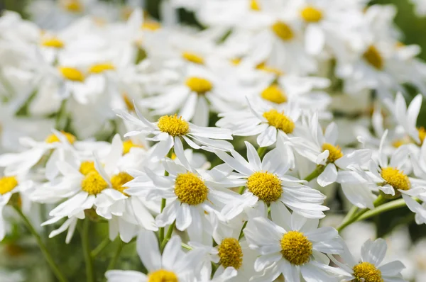 Weiße Gänseblümchen — Stockfoto