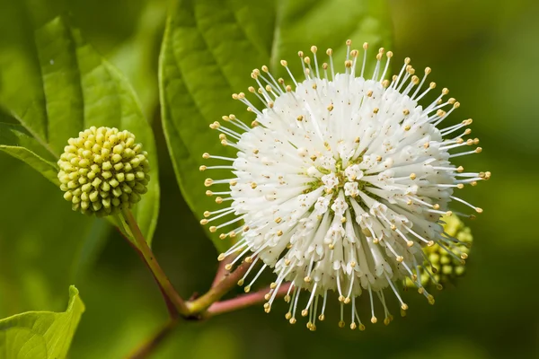 Flower or Cephalanthus occidentalis, known also as Button bush. — Stockfoto