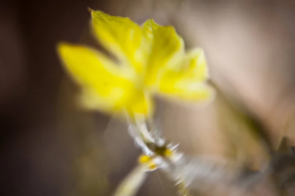 Macro Shot Fleur Gourde Amère Fleur Karala Avec Une Faible — Photo