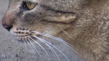 Vahşi bir kedinin kendi kendine oynadığına dair sabit görüntüler. Vahşi kedi kendi kendine oynuyor.. 
