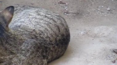 Vahşi bir kedinin kendi kendine oynadığına dair sabit görüntüler. Vahşi kedi kendi kendine oynuyor.. 