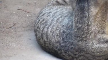 Vahşi bir kedinin kendi kendine oynadığına dair sabit görüntüler. Vahşi kedi kendi kendine oynuyor.. 