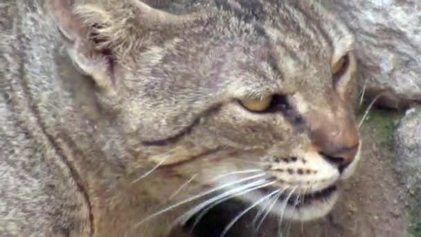 Ständige Aufnahmen Einer Wilden Katze Die Mit Sich Selbst Spielt — Stockvideo