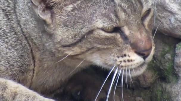 Filmagem Constante Gato Selvagem Brincando Com Ela Mesma Gatinho Selvagem — Vídeo de Stock