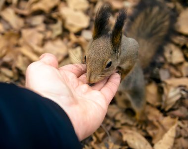 Sincap, hayvan, Park, Dostu