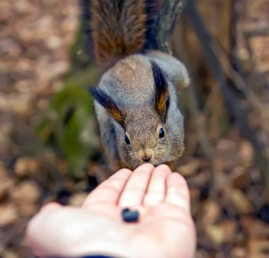 Sincap, hayvan, Park, Dostu