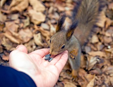 Sincap, hayvan, Park, Dostu