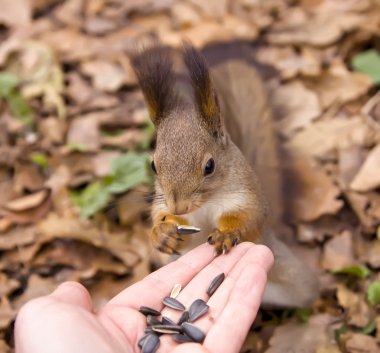 Sincap, hayvan, Park, Dostu