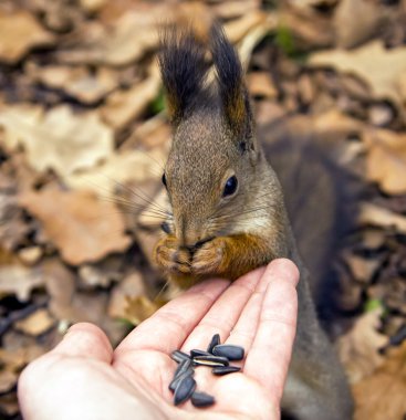 Sincap, hayvan, Park, Dostu