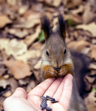 Sincap, hayvan, Park, Dostu