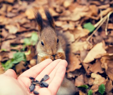 Sincap, hayvan, Park, Dostu