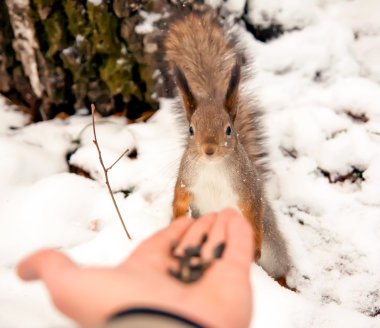 Sincap, hayvan, Park, Dostu