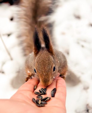 Sincap, hayvan, Park, Dostu