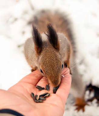 Sincap, hayvan, Park, Dostu