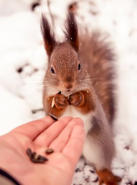 Sincap, hayvan, Park, Dostu