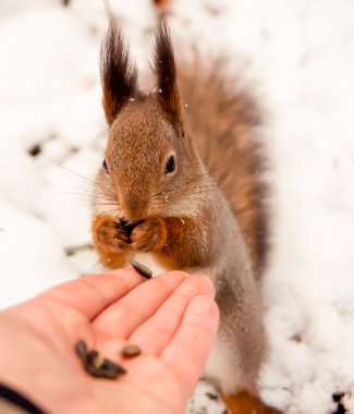 Sincap, hayvan, Park, Dostu