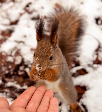 Sincap, hayvan, Park, Dostu