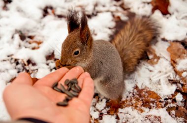 Sincap, hayvan, Park, Dostu