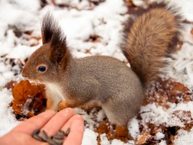 Sincap, hayvan, Park, Dostu