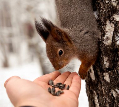 Sincap, hayvan, Park, Dostu