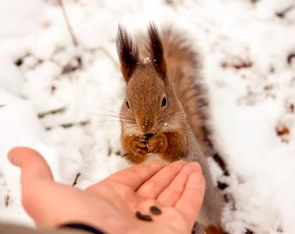 Sincap, hayvan, Park, Dostu