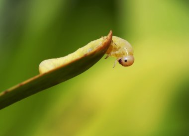 Makro. Caterpillar, böcekler