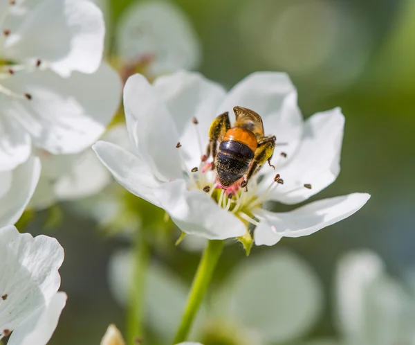 Bahar, çiçekler çok güzel, güneşli bir gün